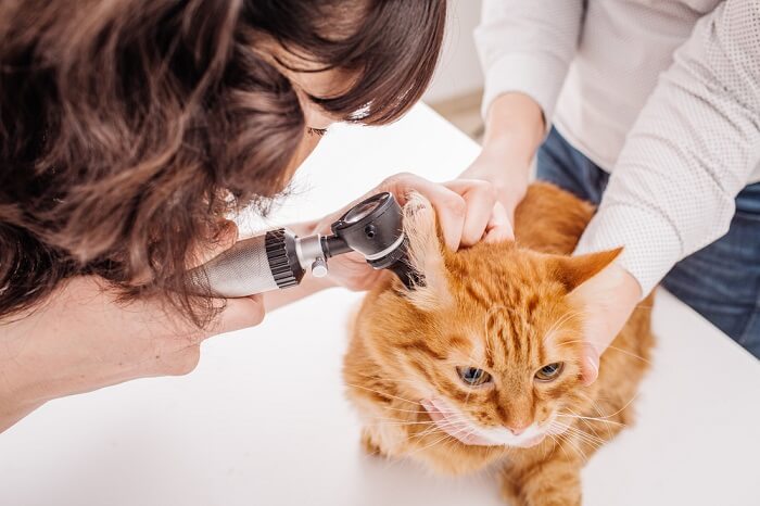 Gatto arancione con orecchie ispezionate dal veterinario