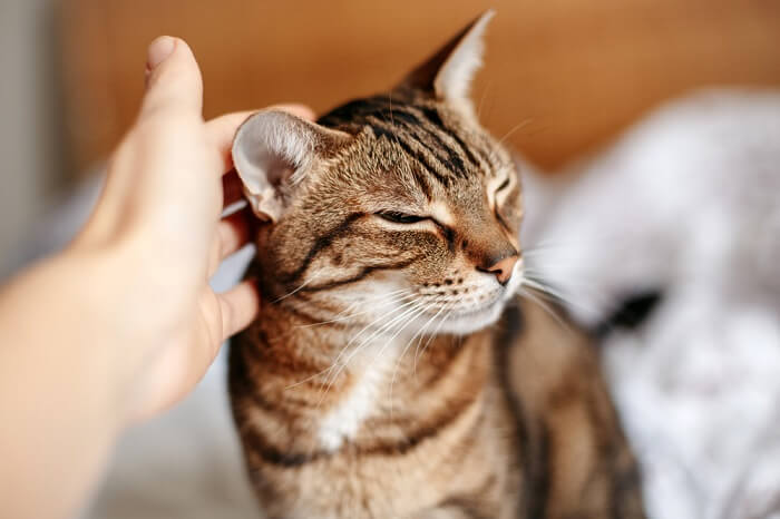 Primo piano delle orecchie di un gatto, che ne mette in mostra i dettagli intricati, le pieghe e i motivi unici.