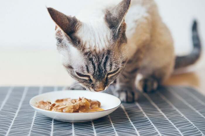 Gatto che mangia da una ciotola