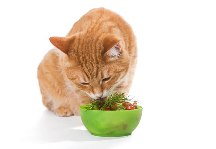 Gatto che mangia insalata