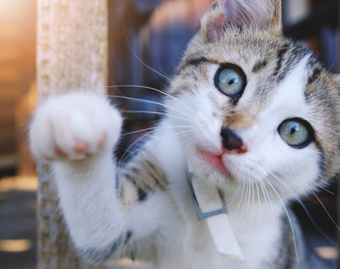 Gatto soriano bianco e marrone che estende la zampa verso la telecamera