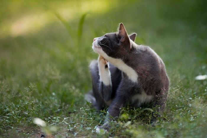 Un gatto grigio e bianco seduto sull'erba