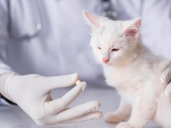 A white kitten is being given a pill by a vet.