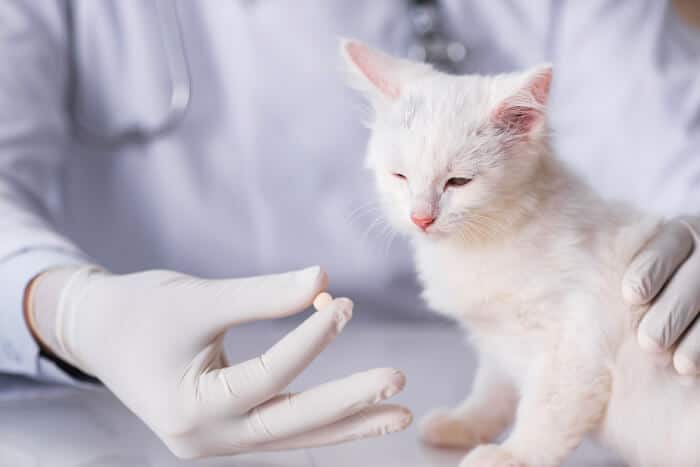 Un veterinario sta dando una pillola a un gattino bianco.