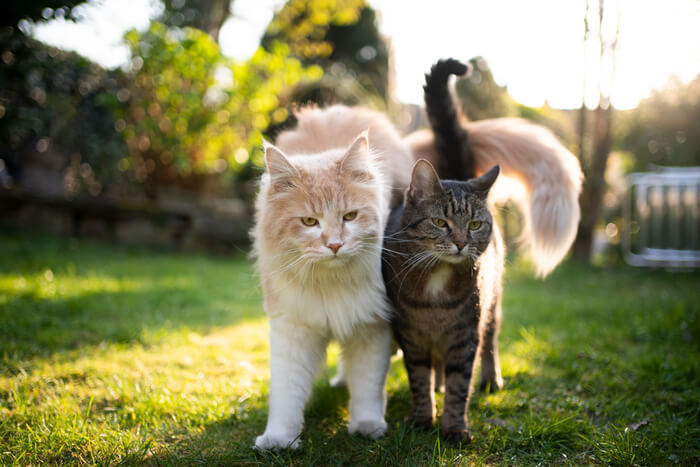 Due gatti che camminano vicini