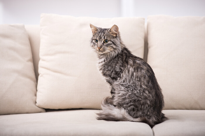 Gatto seduto sul divano con la coda avvolta attorno alle zampe