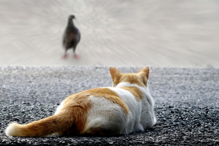 Intensa scena di un gatto che insegue furtivamente un uccello, mostrando il suo innato istinto di caccia e la sua concentrazione.