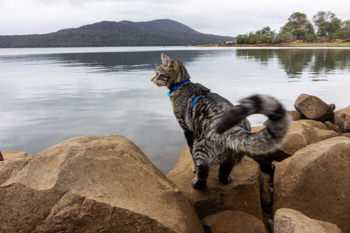 Un'immagine che cattura la curiosità giocosa di un gatto.