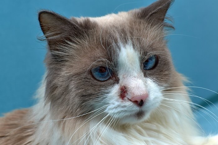 La dermatite nei gatti è una patologia cutanea comune, che sottolinea l'importanza della salute della pelle nella cura dei felini.