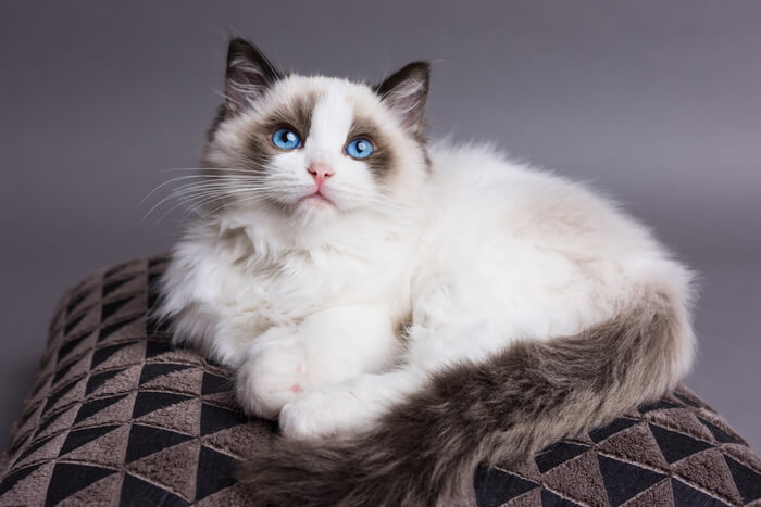 Immagine di un amichevole gattino Ragdoll, noto per la sua natura docile e i suoi sorprendenti occhi azzurri, in una posa accattivante e affascinante.