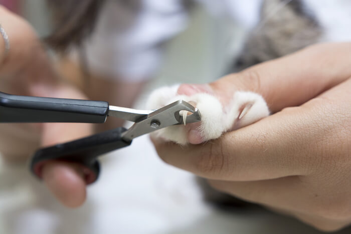 Guida visiva passo dopo passo su come tagliare le unghie al gatto, con istruzioni chiare per una cura delle unghie sicura ed efficace.