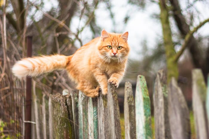 Gatto arancione che si arrampica sulla recinzione