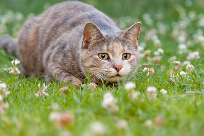 Gatto che salta nel cortile