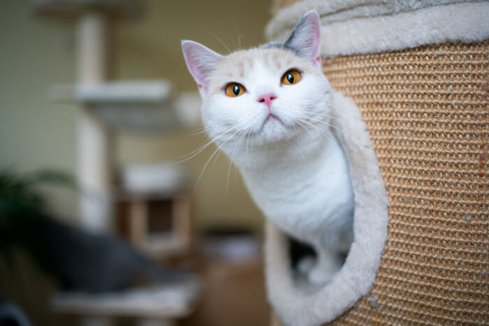 Gatto nell'albero per gatti