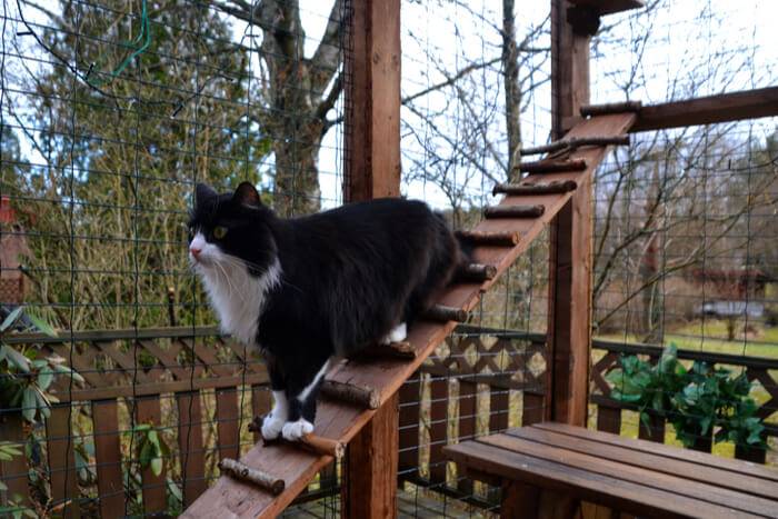 Gatto in catio all'aperto