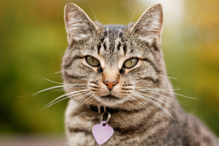 Gatto che indossa collare e medaglietta