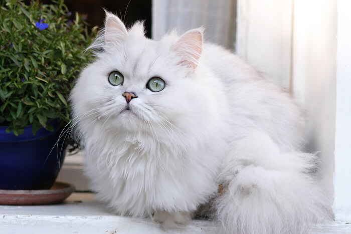 Immagine di un amichevole gatto persiano, noto per il suo lungo pelo folto e la sua espressione dolce, in una posa accattivante e affascinante.