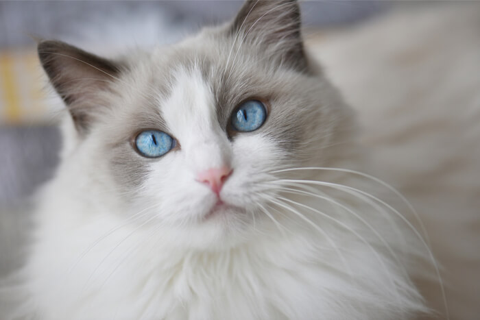 Gatto Ragdoll, una razza di gatto amichevole