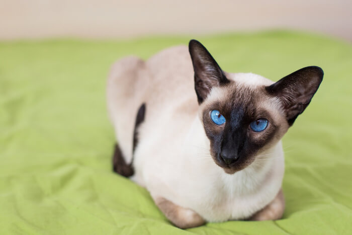 Immagine di un gatto siamese, noto per il suo corpo snello, i suoi vistosi punti colorati e i suoi occhi azzurri a mandorla, in una posa accattivante e regale.