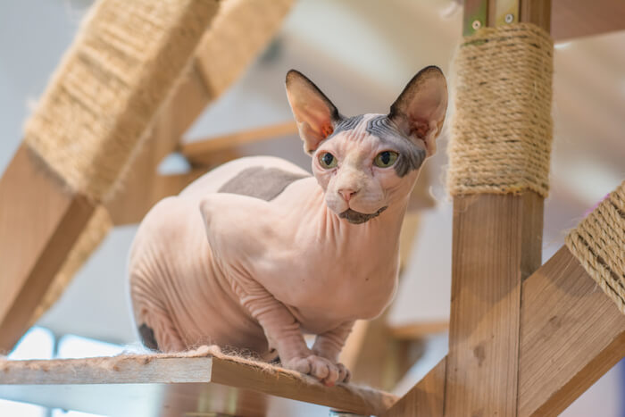 Gatto Sphynx