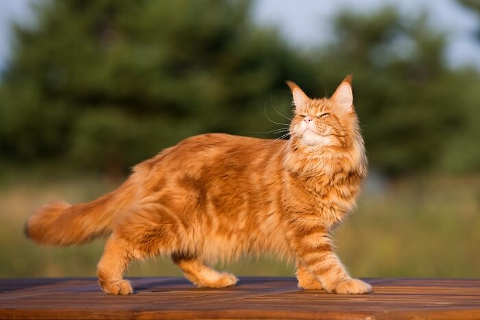 Gatto Maine Coon all'aperto