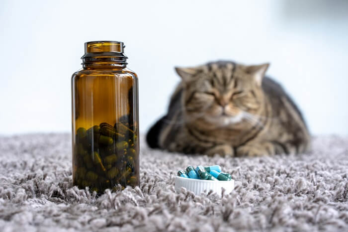 compresse di medicinali davanti al gatto