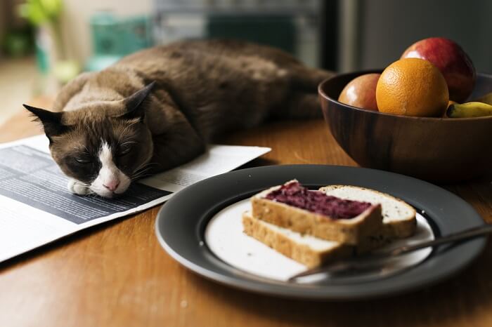 Gatto accanto a una fetta di pane, un incontro divertente