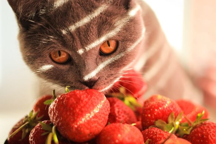 Gatto curioso che esamina una fragola succosa.