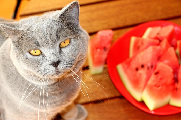 Gatto curioso affascinato da un'anguria, simbolo della curiosità e dell'esplorazione felina.