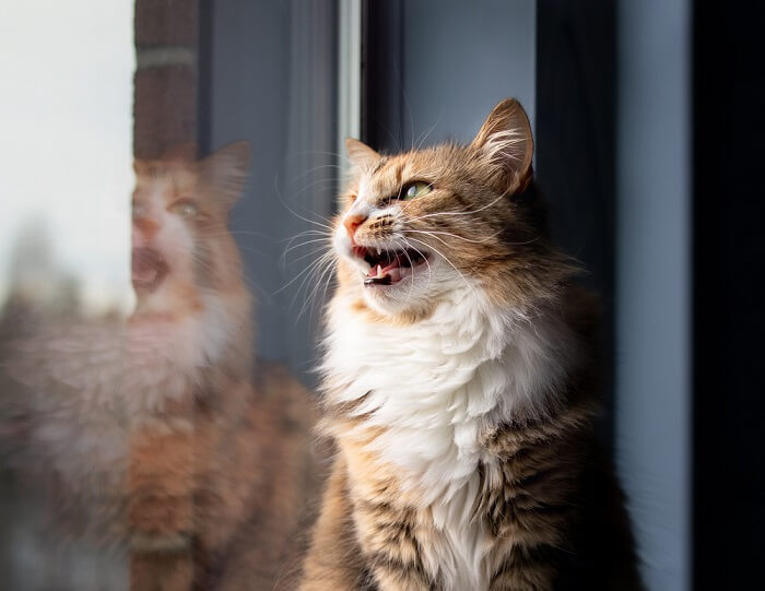 Un gatto che emette suoni simili a cinguettii o chiacchiere, spesso osservati mentre osservano uccelli o altre prede.