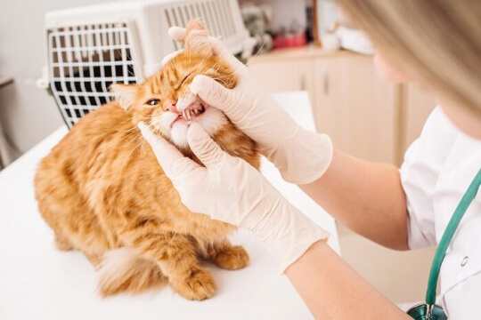 La tua guida alla pulizia dentale per gatti