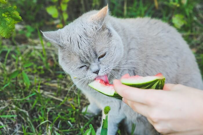 Un gatto giocoso si gode una delizia estiva a base di anguria.