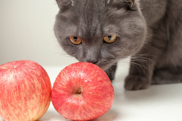 Gatto impegnato nell'atto di mangiare una mela