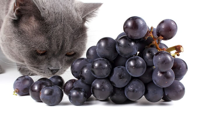 Immagine che ritrae un gatto che mangia uva, per sottolineare l'importanza della consapevolezza sulla tossicità dell'uva