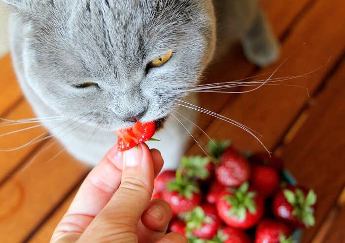 Gatto soriano che si gode uno spuntino alla fragola.