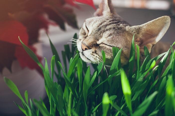 Primo piano di un gatto soriano soddisfatto che rosicchia una macchia di erba gatta dai colori vivaci, circondato da foglie verdeggianti.