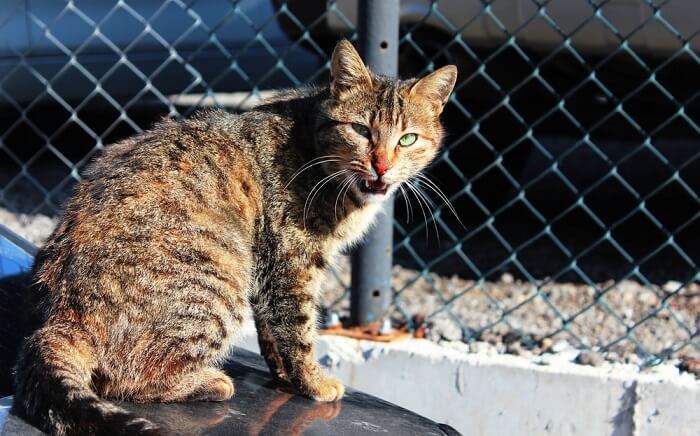 Un gatto con sorprendenti occhi verdi, che catturano la bellezza e l'intensità del suo sguardo.