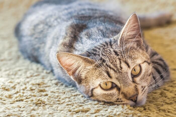 gatto che guarda mentre dorme sul pavimento in moquette