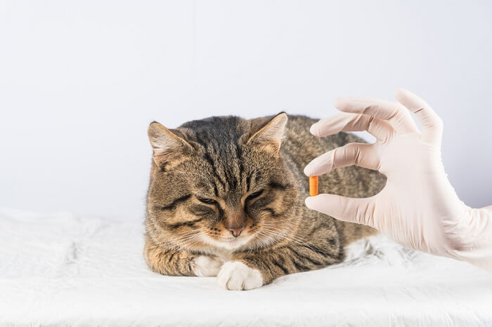 i farmaci potrebbero aiutare il tuo gatto a gestire la cinetosi