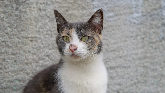 Gatto con infezione al naso.