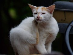 Cat engaging in natural behavior by scratching, utilizing its claws to mark territory and maintain claw health, highlighting the importance of providing appropriate outlets for this instinctive behavior.