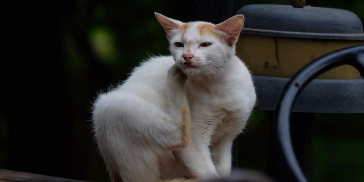 Il gatto manifesta un comportamento naturale graffiando, utilizzando gli artigli per marcare il territorio e mantenerli sani, evidenziando l'importanza di fornire canali appropriati per questo comportamento istintivo.