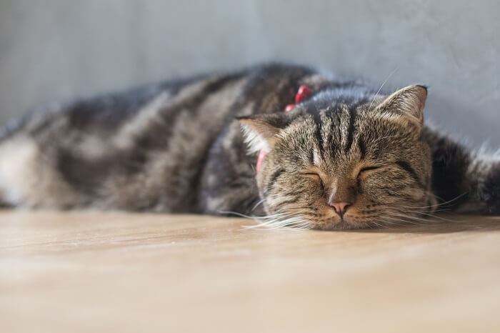 Gatto soriano marrone stanco sdraiato sul pavimento