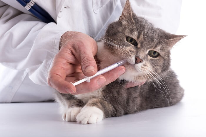 gatto infelice che riceve una medicina