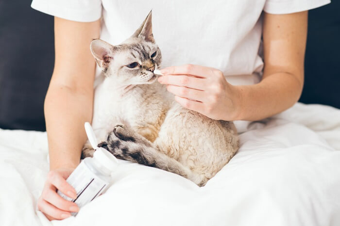 Un gatto assume le medicine con pazienza e collaborazione, a dimostrazione del ruolo cruciale di una cura responsabile degli animali domestici nella somministrazione dei farmaci prescritti per la loro salute e il loro benessere.