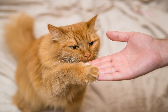 Gatto in sessione di addestramento con un umano