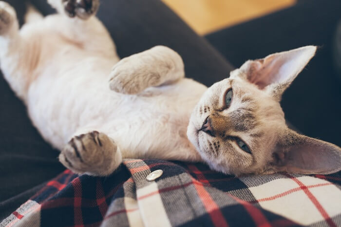 Il gatto Devon Rex mostra il suo aspetto unico