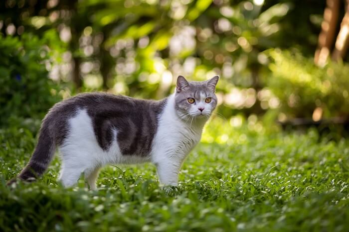 Gatto in ambiente verde