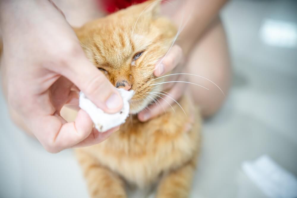 Persona che pulisce il naso di un gatto