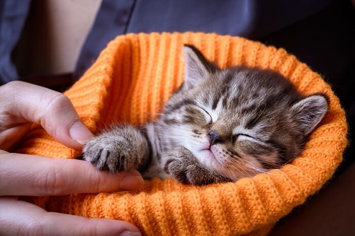 Gattino avvolto in un cappello arancione